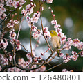 White-eye that sucks the nectar of plum blossoms 126480801