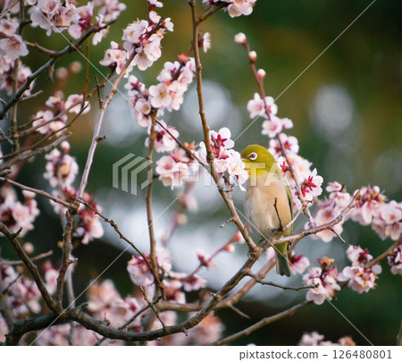 White-eye that sucks the nectar of plum blossoms 126480801