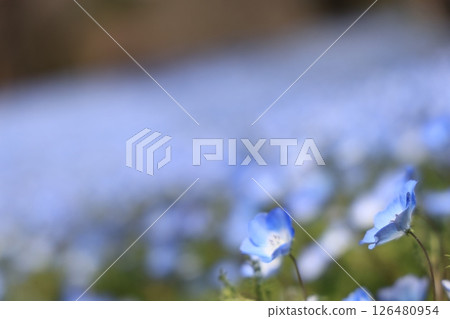 A soft close-up of nemophila blooming across a spring field at Gifu World Rose Garden in Gifu Prefecture 126480954