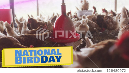 Image of national bird text over chicken in pen 126480972