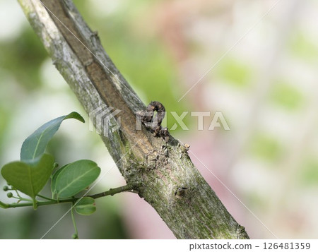Inchworm: Walking with its front and back legs 126481359
