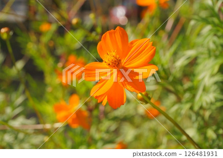 Orange flower Lavina cosmos 126481931