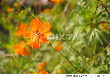 Orange flower of Kibanakosmos 126481932