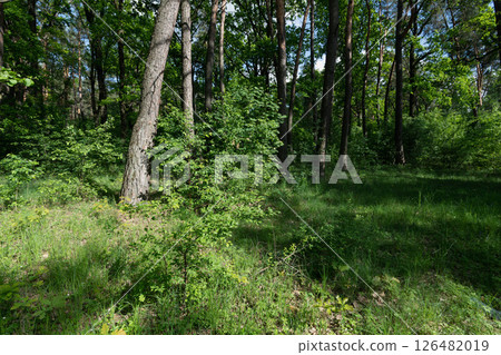 A vibrant forest scene filled with lush green trees and sunlight. 126482019