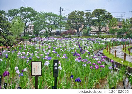 Horikiri Iris Garden Horikiri Katsushika Iris Festival in Tokyo 126482065