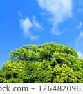 Blue sky and vibrant green trees background 126482096