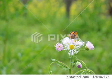 軍曹魚蝴蝶，河床場景 126482176