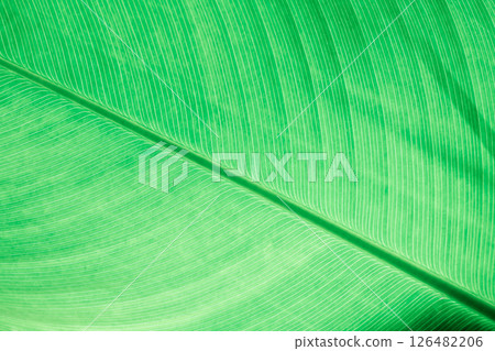 green leaf detail line texture background Natural wallpaper green leaf detail line texture background Natural wallpaper 126482206