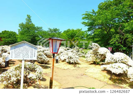 Azaleas in full bloom, White Azalea Park, Matsugaike Park, Nagai City 126482687