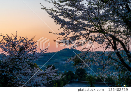 Cherry blossoms in the sunset at Mt. Kobo Cherry blossoms in the sunset at Mt. Kobo 126482739