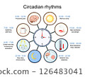 Circadian rhythm. Biological Clock. 126483041
