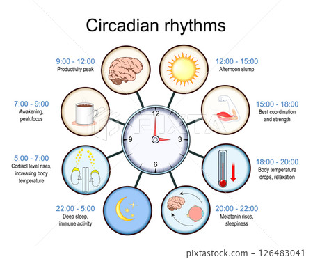 Circadian rhythm. Biological Clock. Circadian rhythm. Biological Clock. 126483041