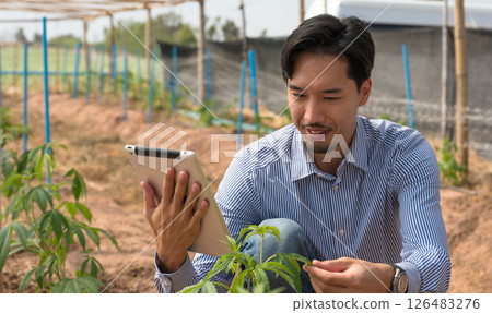 Japanese farmer in striped shirt holding digital tablet while checking plants in cannabis farm Japanese farmer in striped shirt holding digital tablet while checking plants in cannabis farm 126483276