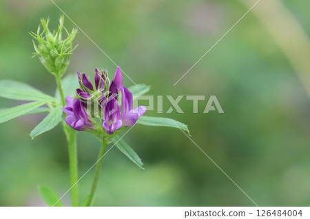 苜蓿花 126484004