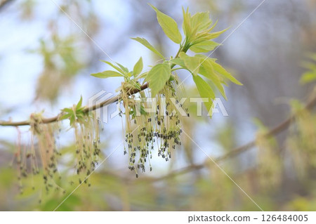 尼貢多楓樹的雄花 126484005