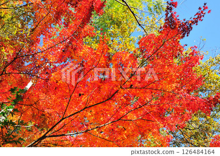 牧池公園的紅葉 牧池公園的紅葉 126484164