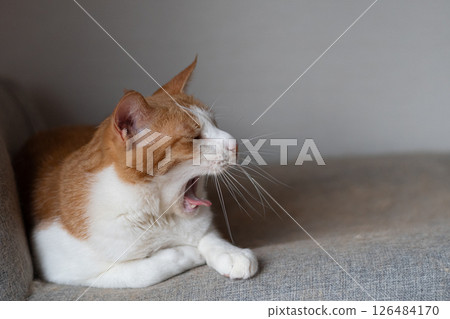 Yawning cat brown tiger white 126484170