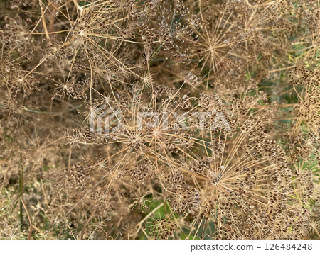 Dill, umbels of aromatic plant with umbellate inflorescences of yellow flowers Dill, umbels of aromatic plant with umbellate inflorescences of yellow flowers 126484248