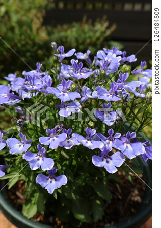 Blue flowers of overwintered lobelia 126484809
