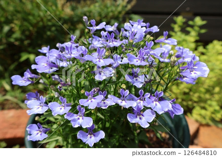 越冬藍花半邊蓮 126484810