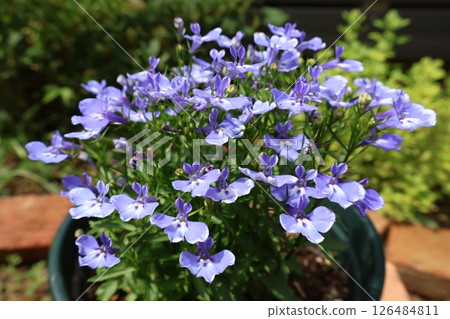 熬過冬天的半邊蓮小藍花 126484811