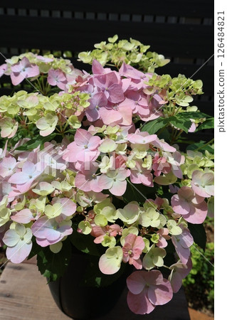 Hydrangea Lagrange Aurora in its second year Hydrangea Lagrange Aurora in its second year 126484821