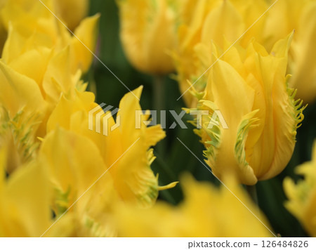 四月盛開的美麗黃色鬱金香“金頓” 126484826