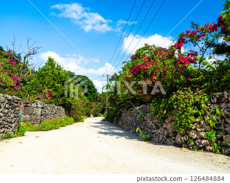 Bougainvillea blooms on Taketomi Island (Taketomi Town, Okinawa Prefecture) 126484884