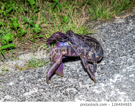 Coconut crab from Taketomi Island (Taketomi Town, Okinawa Prefecture) 126484885