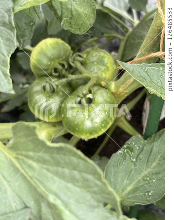 Blue tomato Blue tomato 126485533
