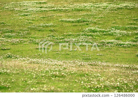 Clover spreading in the square 126486000