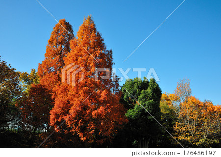 Autumn leaves at Makinoike Park Autumn leaves at Makinoike Park 126486197