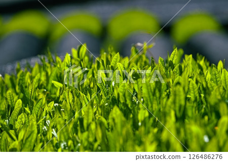 Japanese tea plantation scenery Japanese tea plantation scenery 126486276