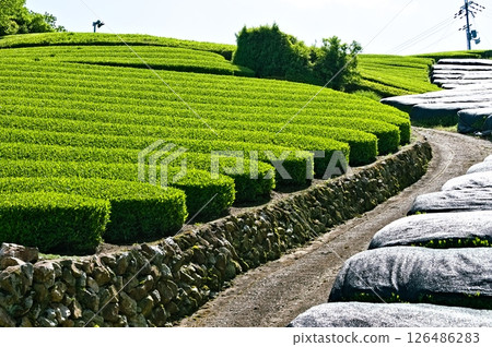 Japanese tea plantation scenery Japanese tea plantation scenery 126486283