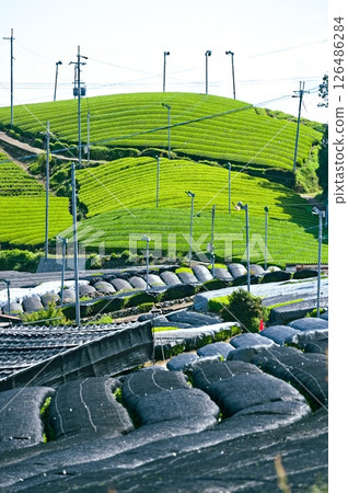Japanese tea plantation scenery Japanese tea plantation scenery 126486284