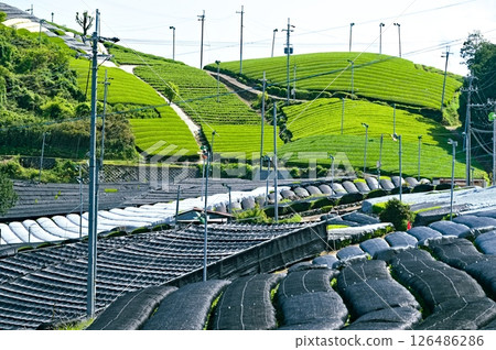 Japanese tea plantation scenery Japanese tea plantation scenery 126486286