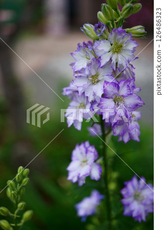 Delphinium 126486323