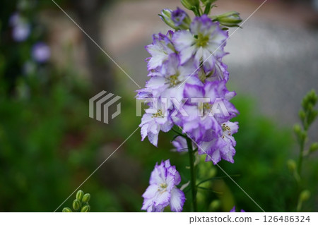 Delphinium 126486324