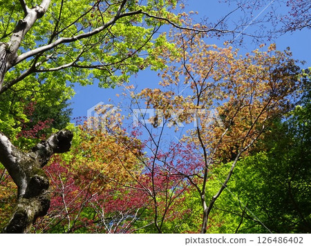Momiji began to color 126486402