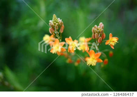 橙花蘆薈 橙花蘆薈 126486437