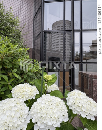 玻璃上倒映著白色的繡球花和城市建築 126486514