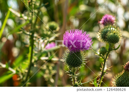 Blooming burdock, Onopordum acanthium. Pink burdock, PRICKLY TARTAR flowers on a green background of nature. Plant background, close-up. Blooming burdock, Onopordum acanthium. Pink burdock, PRICKLY TARTAR flowers on a green background of nature. Plant background, close-up. 126486626