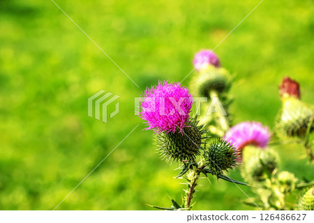 Blooming burdock, Onopordum acanthium. Pink burdock, PRICKLY TARTAR flowers on a green background of nature. Plant background, close-up. Blooming burdock, Onopordum acanthium. Pink burdock, PRICKLY TARTAR flowers on a green background of nature. Plant background, close-up. 126486627