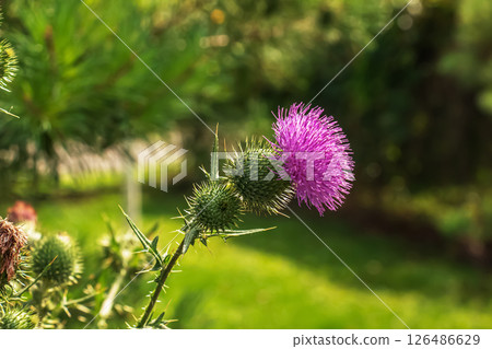Blooming burdock, Onopordum acanthium. Pink burdock, PRICKLY TARTAR flowers on a green background of nature. Plant background, close-up. 126486629