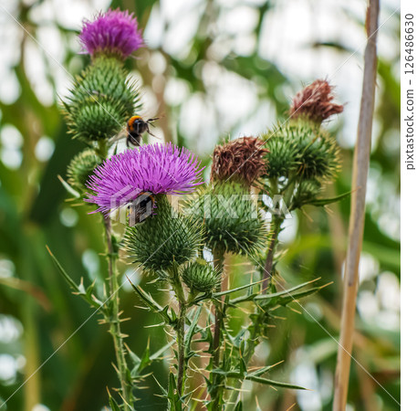 Blooming burdock, Onopordum acanthium. Pink burdock, PRICKLY TARTAR flowers on a green background of nature. Plant background, close-up. 126486630