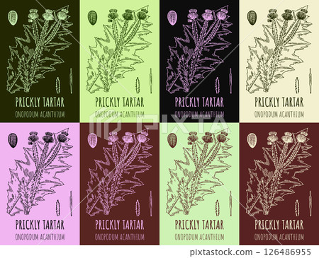 Set of burdock Onopordum acanthium in various color compositions. Pharmaceutical wild plant PRICKLY TARTAR hand drawn. Illustration of retro burdock. Set of burdock Onopordum acanthium in various color compositions. Pharmaceutical wild plant PRICKLY TARTAR hand drawn. Illustration of retro burdock. 126486955