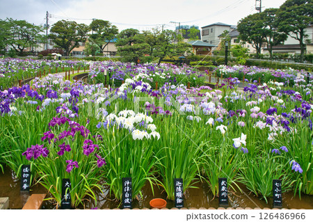 東京堀切葛飾鳶尾花節 東京堀切葛飾鳶尾花節 126486966
