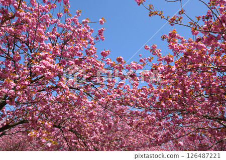 Double cherry blossoms, Kanzan 126487221
