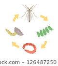 The life of a chironomid 126487250