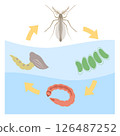 The life cycle of chironomids 126487252